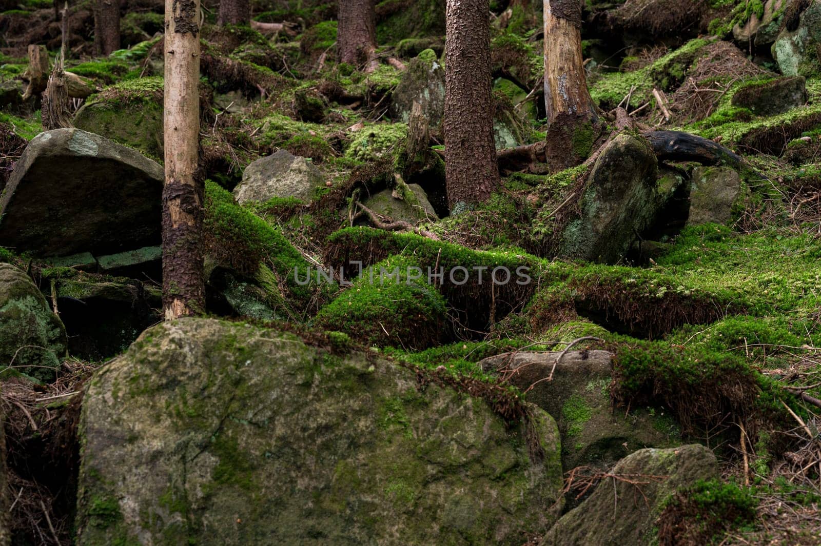 Trees grow between stones that are covered with moss, living nature.