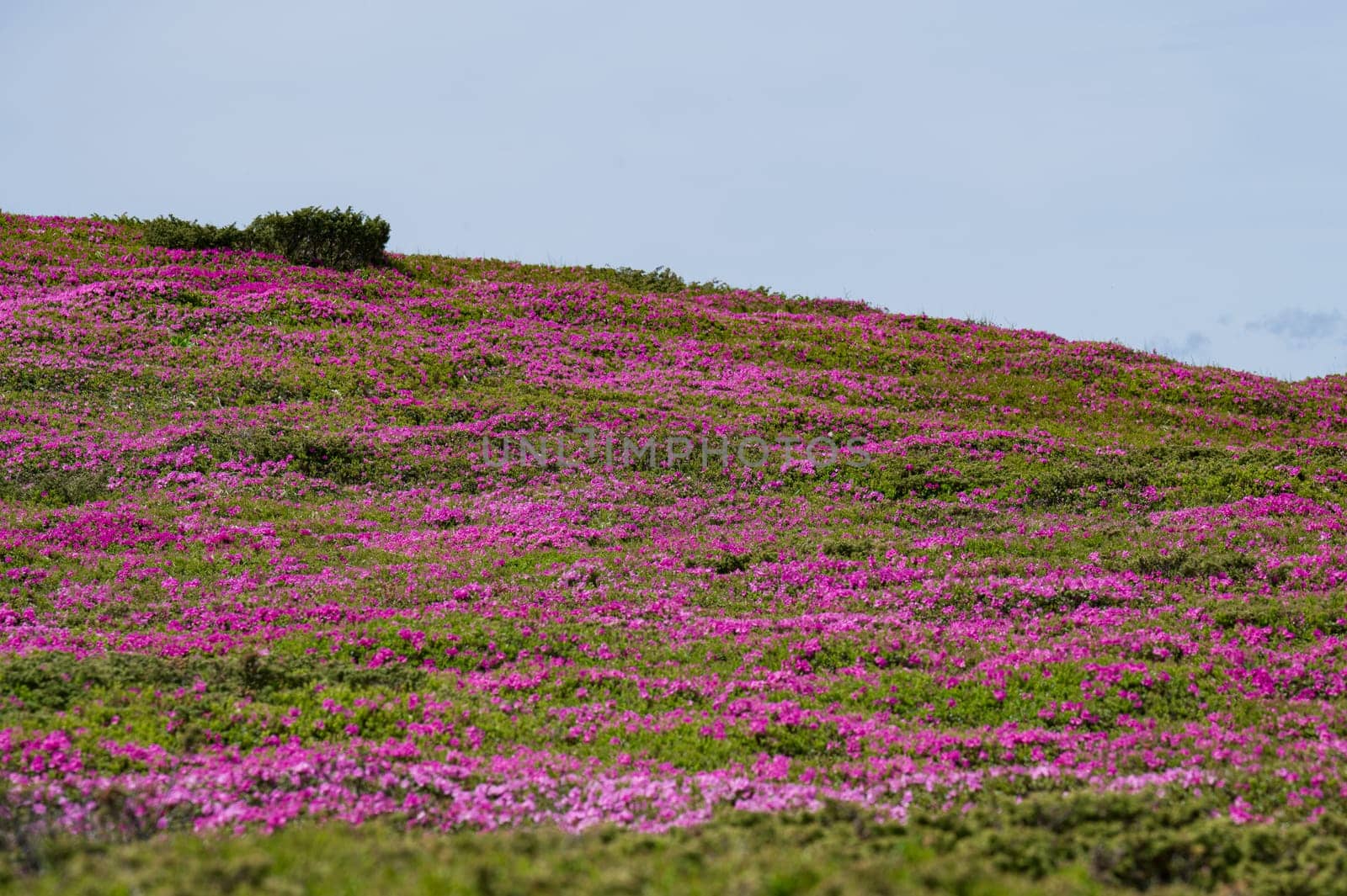 A meadow in the mountains with rhododendron flowers, the blooming season of rhododendrons in the mountains.
