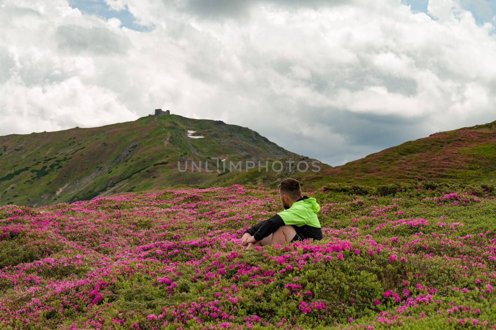 A man sits between the bushes of flowering rhododendrons against the background of Mount Pip Ivan Chornohirskyi, the season of rhododendrons in the mountains.