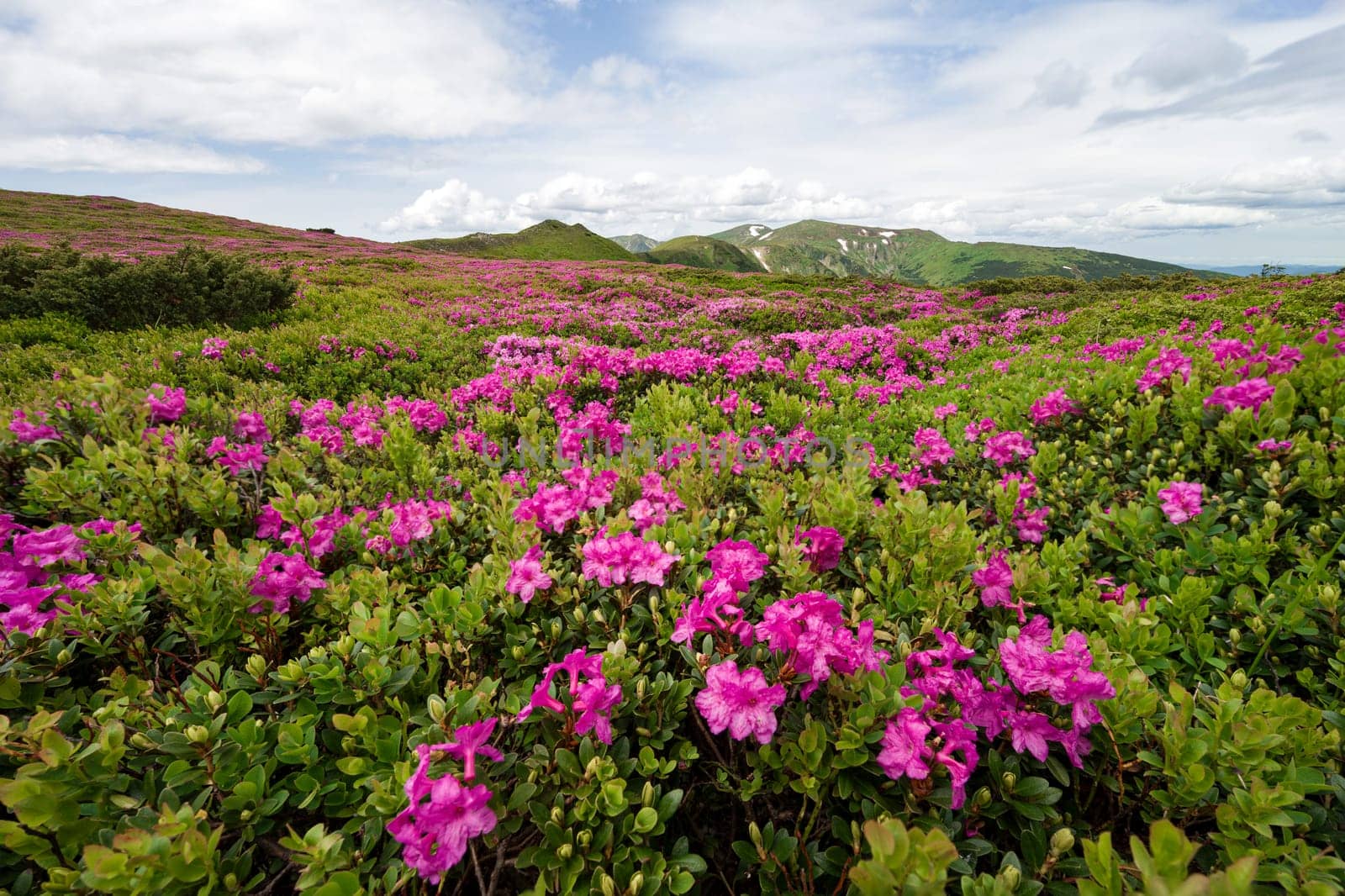 A meadow with flowering rhododendron bushes and a view of the Montenegrin mountain range, an incredible landscape with a magical mountain horizon.