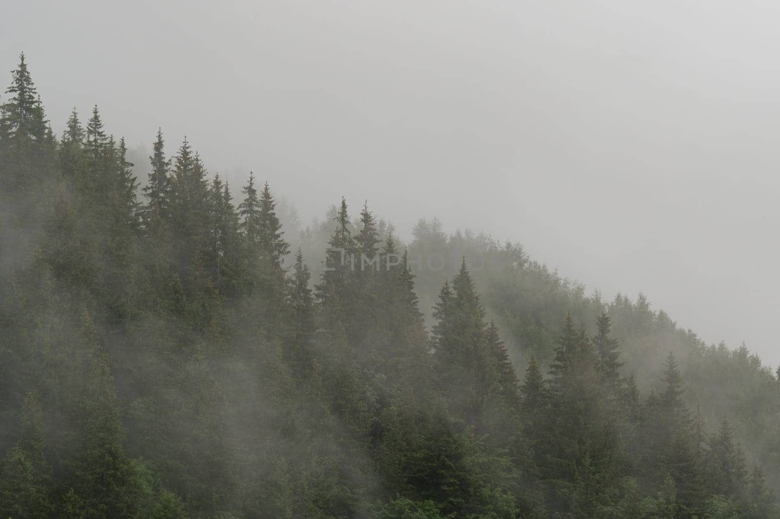 Forest in the fog, rainy and foggy morning in the mountains. Top of pine and spruce in the highlands after rain. by Niko_Cingaryuk