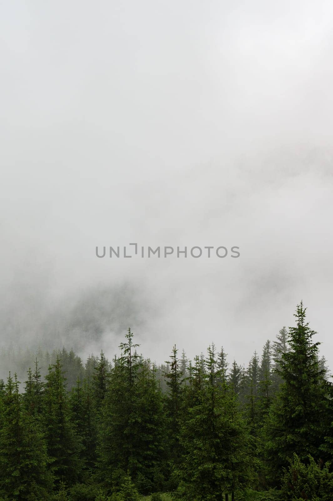 Forest in the fog, rainy and foggy morning in the mountains. by Niko_Cingaryuk
