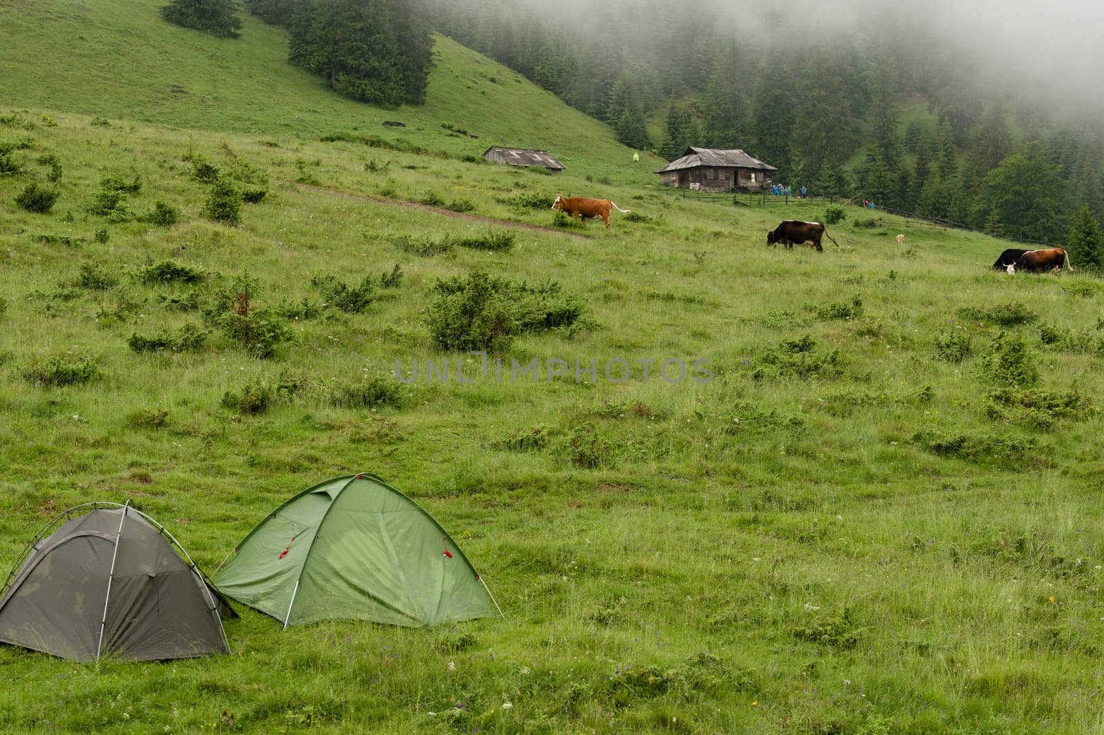 Two tents on a meadow in the mountains, it is raining and foggy. by Niko_Cingaryuk
