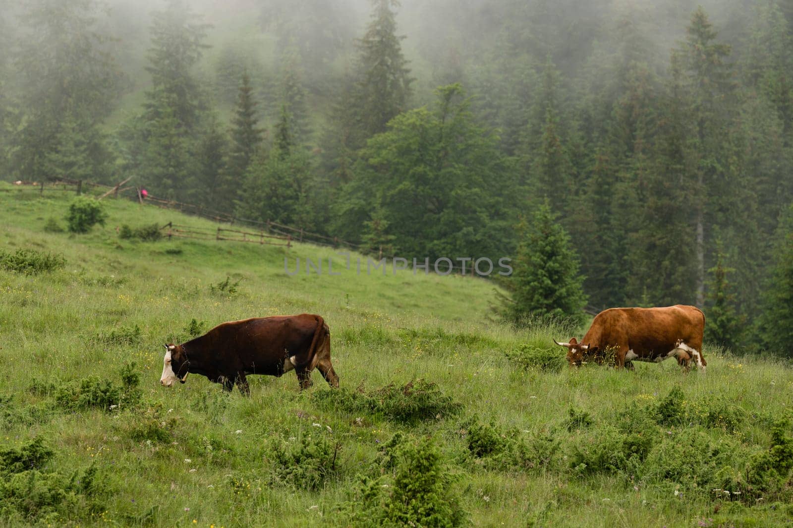 Cows graze in the mountains during rain and fog. by Niko_Cingaryuk