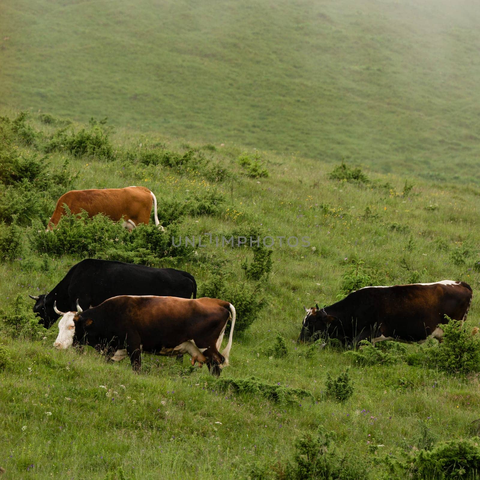 Cows graze in the mountains during rain and fog. by Niko_Cingaryuk