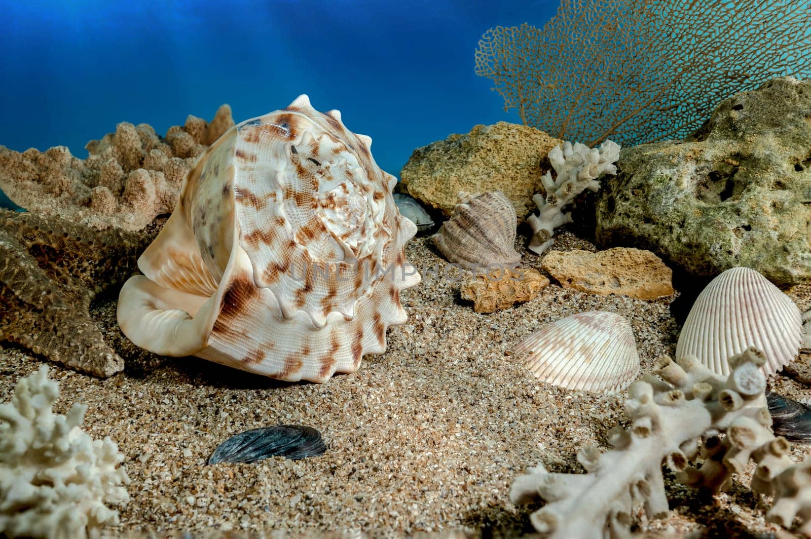 Cassis Cornuta Shell on the sand underwater by Multipedia