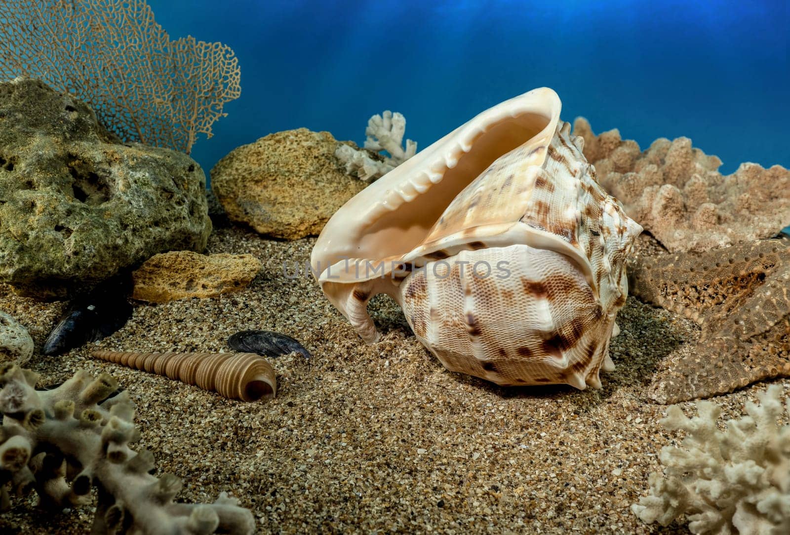 Cassis Cornuta sea shell or horned helmet underwater. Shell on the seabed