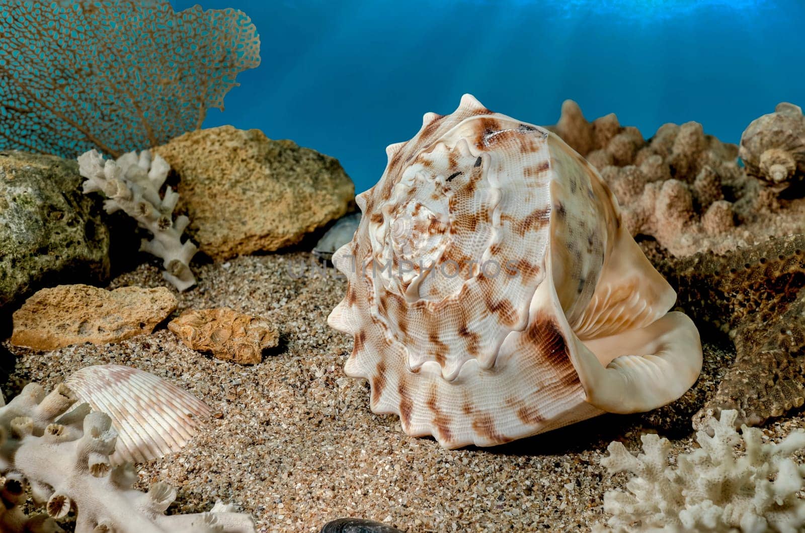 Cassis Cornuta sea shell or horned helmet underwater. Shell on the seabed