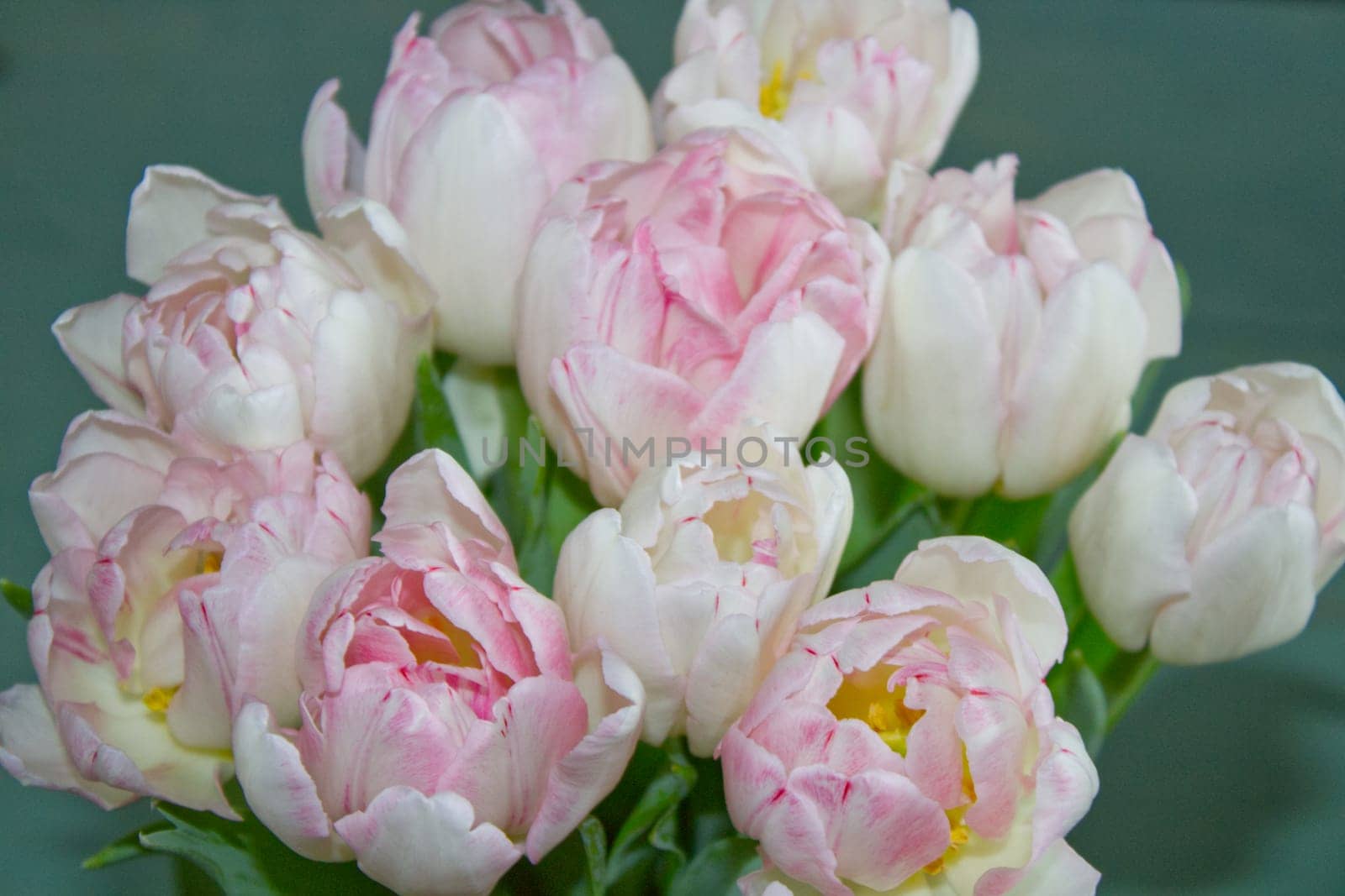 tulips bouquet in pink white by manudoodle