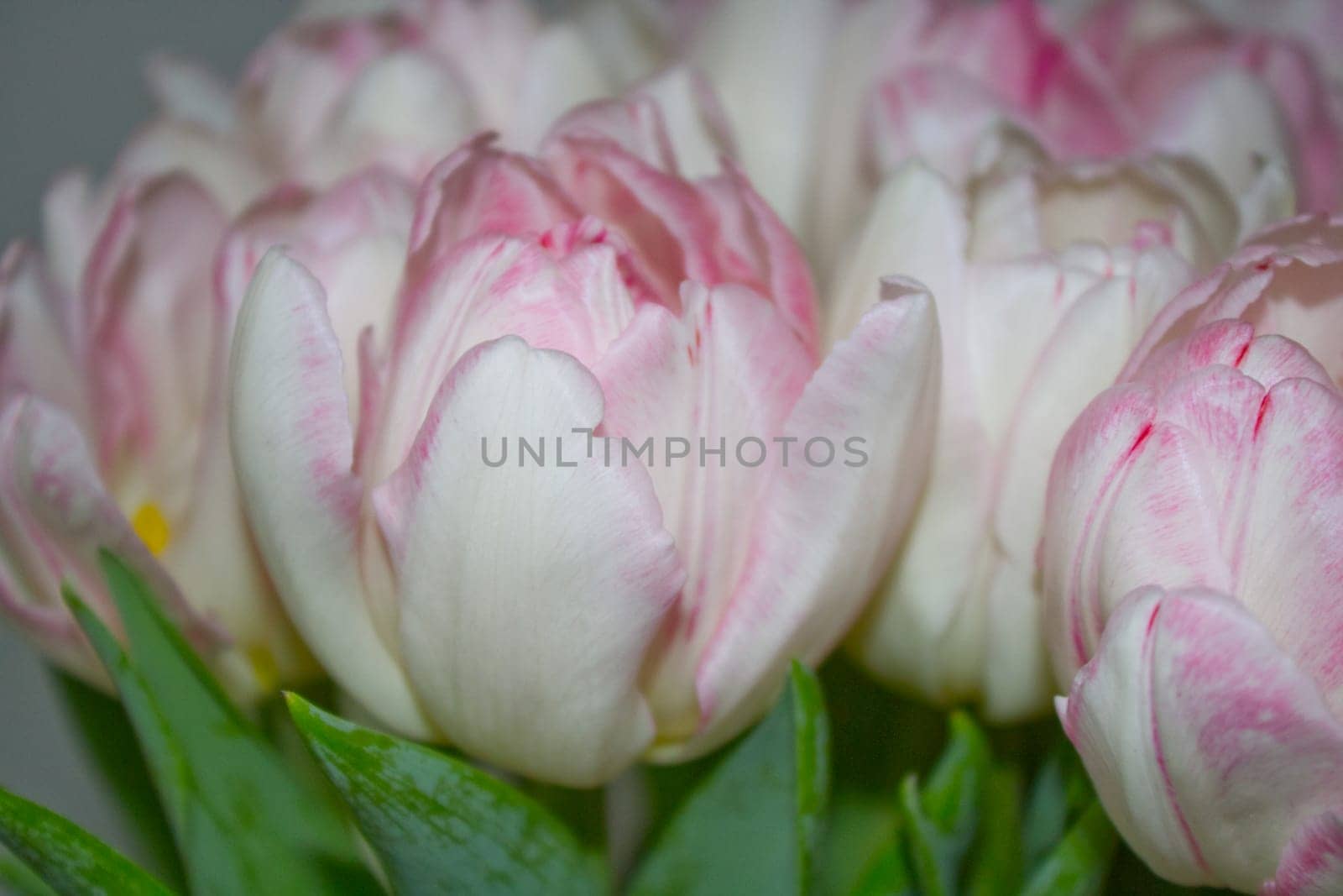 Tulips bouquet in pink white. Spring easter flowers bouquet.