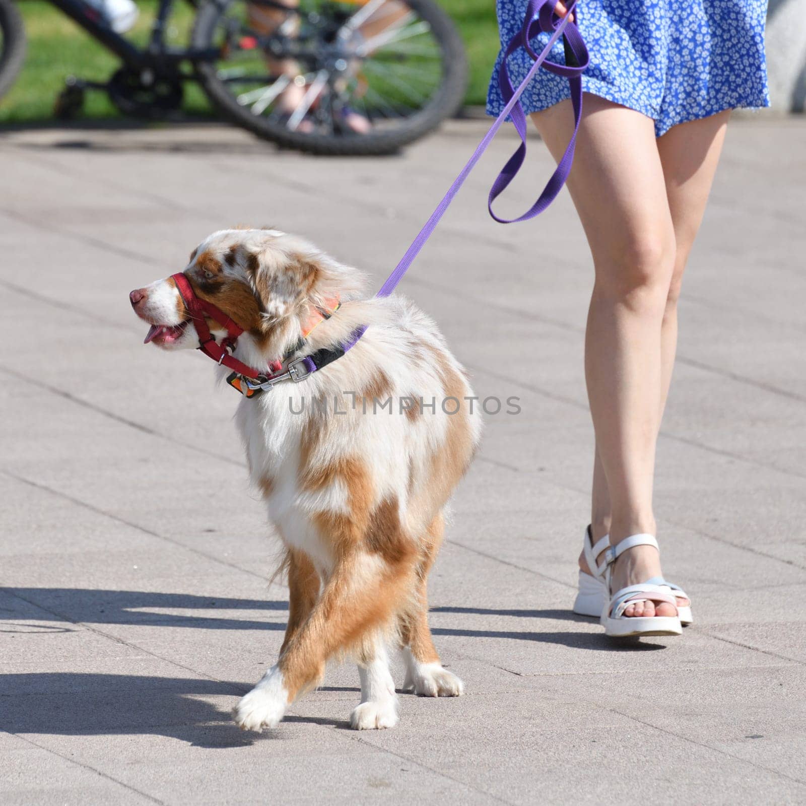 walking an animal. Woman's legs and motley dog by olgavolodina