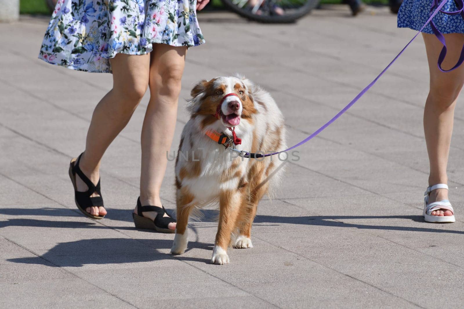 walking an animal. Woman's legs and motley dog by olgavolodina