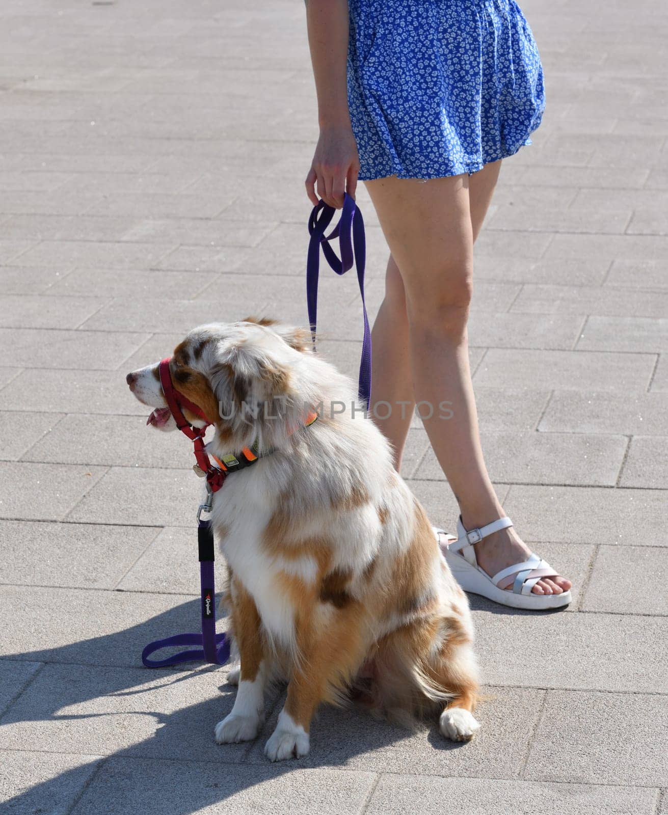 walking an animal. Woman's legs and the motley dog