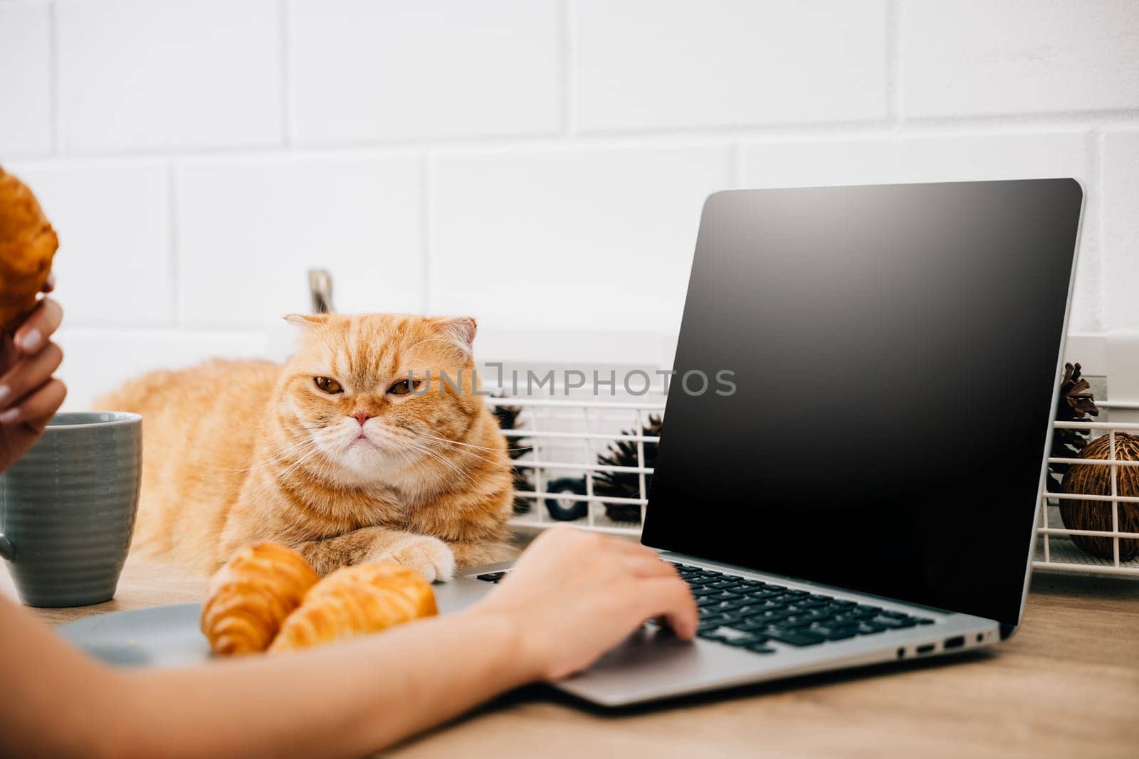 In this portrait, a woman enjoys the togetherness of her Scottish Fold cat while working at her desk with a laptop. Their bond represents the delightful fusion of work and pet friendship. by Sorapop