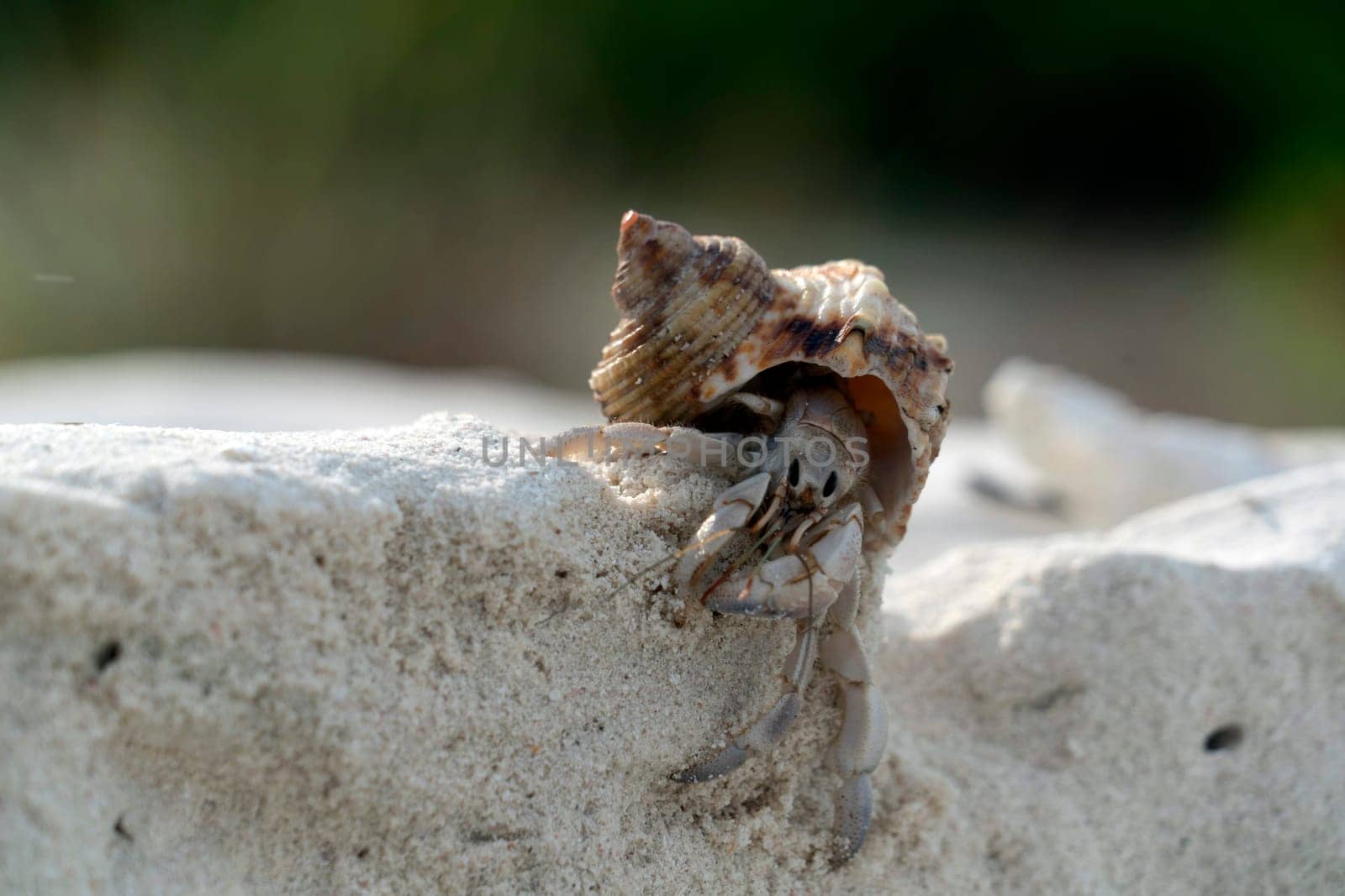 Hermit crab on white sandy tropical paradise beach