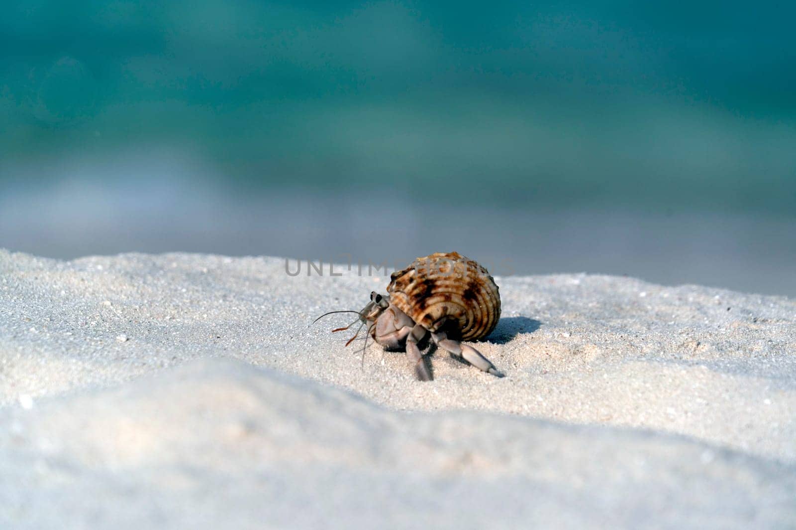 Hermit crab on white sand tropical paradise beach by AndreaIzzotti