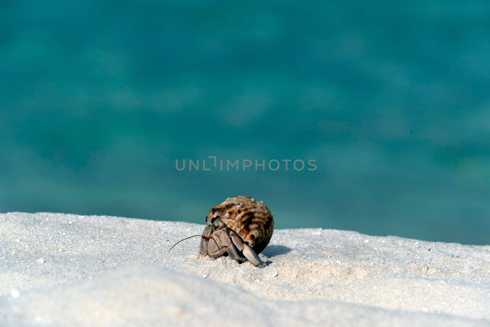 Hermit crab on white sand tropical paradise beach by AndreaIzzotti