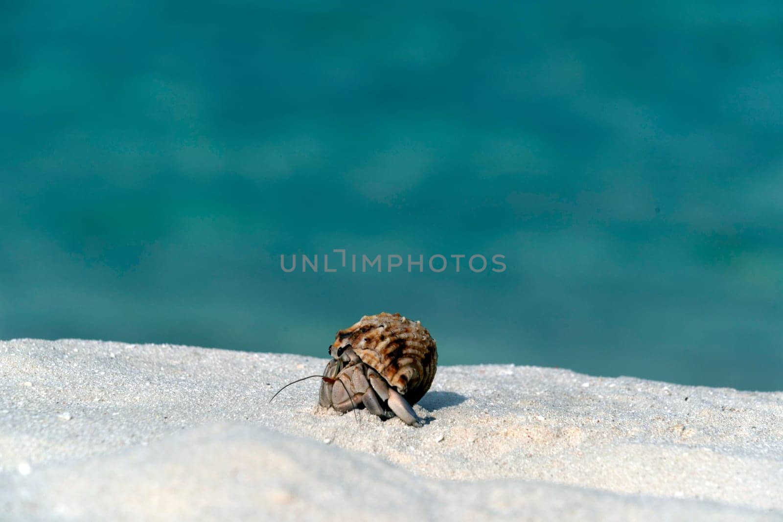 Hermit crab on white sandy tropical paradise beach