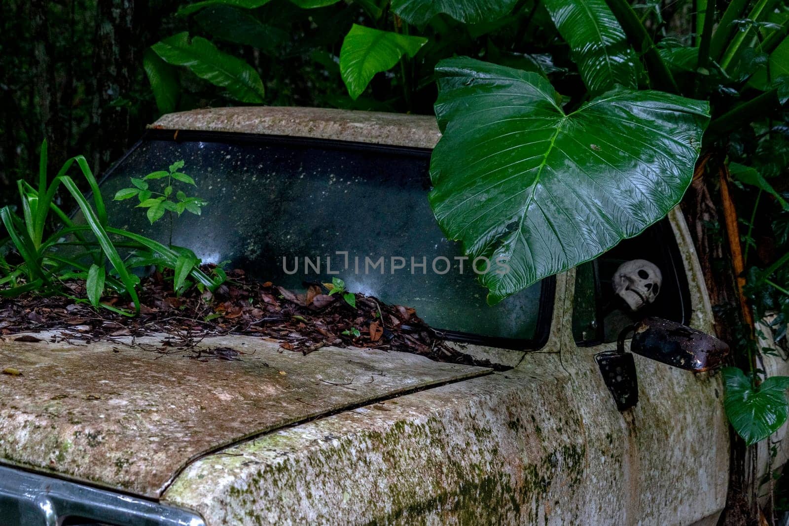 skull inside old car abandoned in the forest