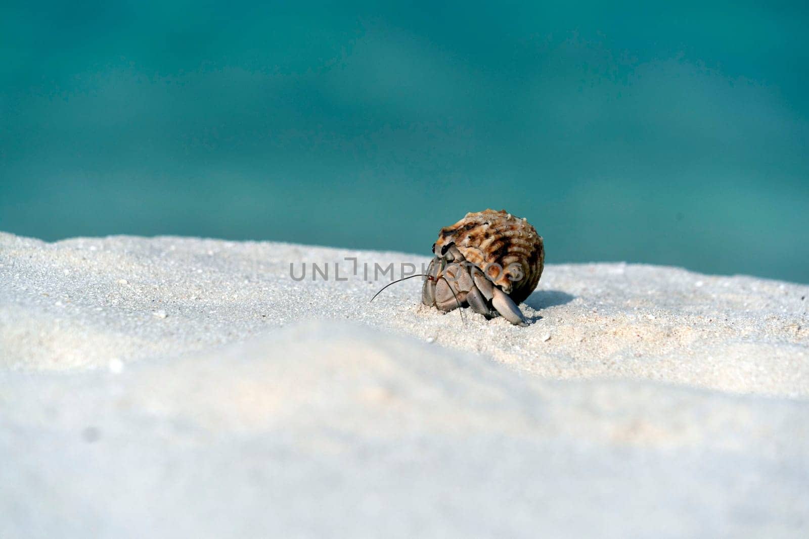 Hermit crab on white sand tropical paradise beach by AndreaIzzotti