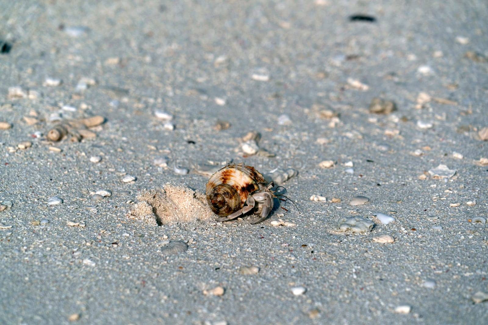 Hermit crab on white sandy tropical paradise beach