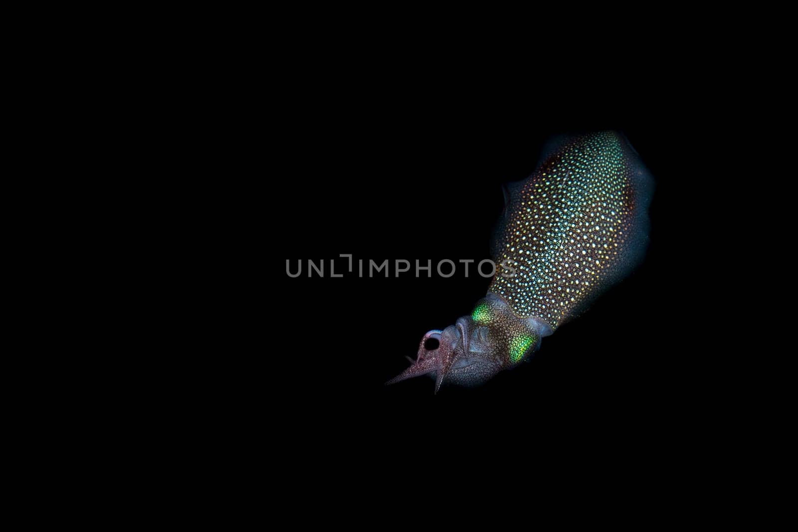 fishing Colorful Squid cuttlefish at night in maldives