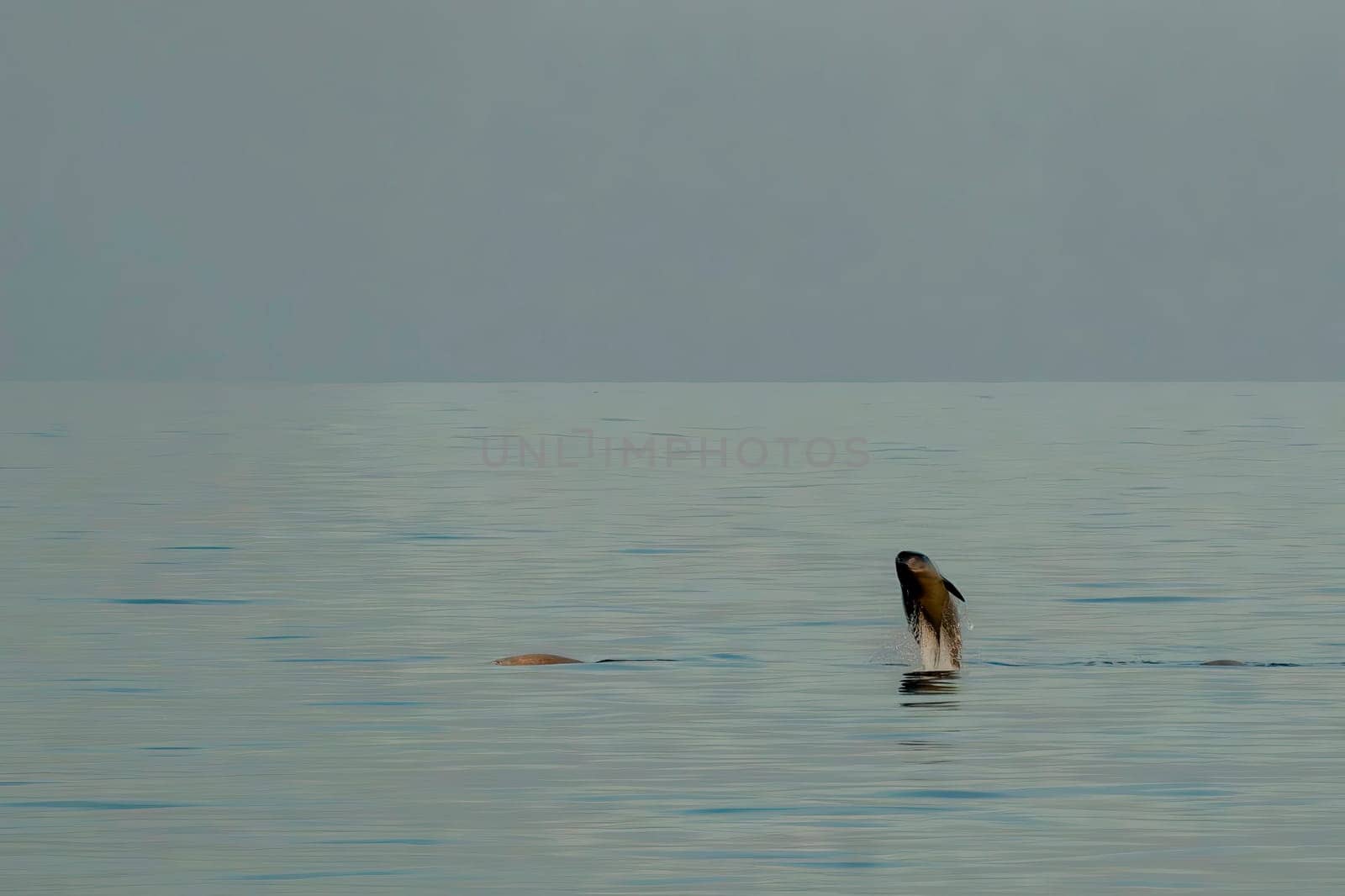 A Breaching baby calf Beaked whale dolphin Ziphius cavirostris ultra rare in mediterranean sea