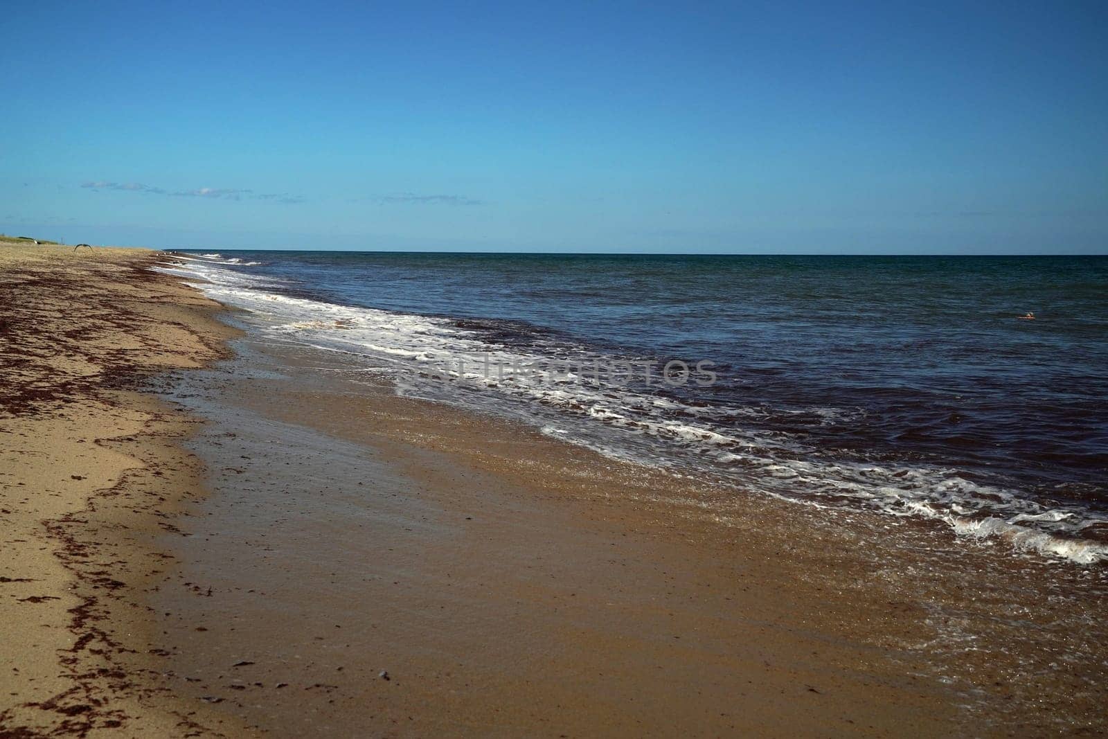 red alga seaweed ocean atlantic nantucket beach by AndreaIzzotti