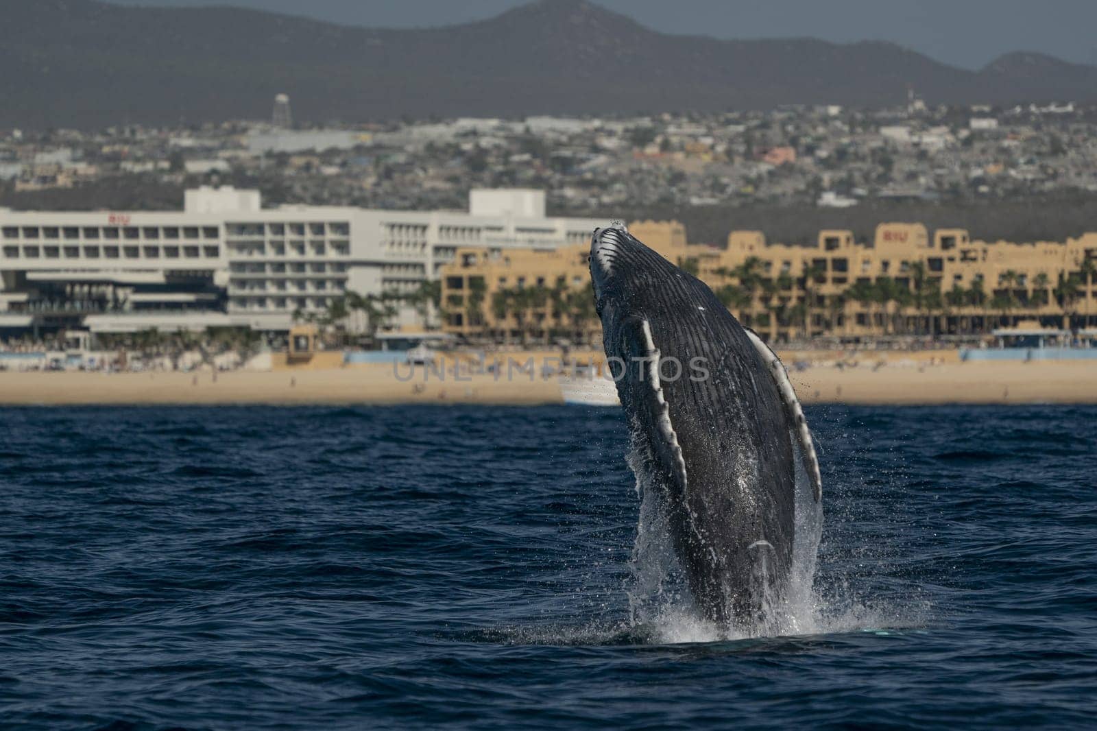 humpback whale newborn calf breaching in cabo san lucas baja california sur mexico pacific ocean jumping out of the sea