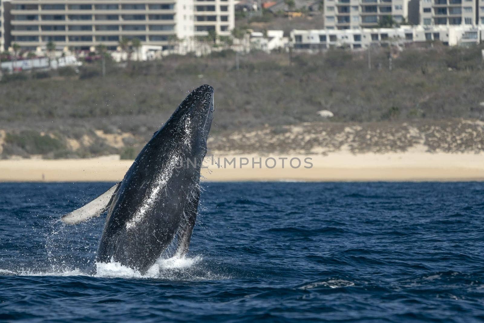 humpback whale newborn calf breaching in cabo san lucas baja california sur mexico pacific ocean jumping out of the sea