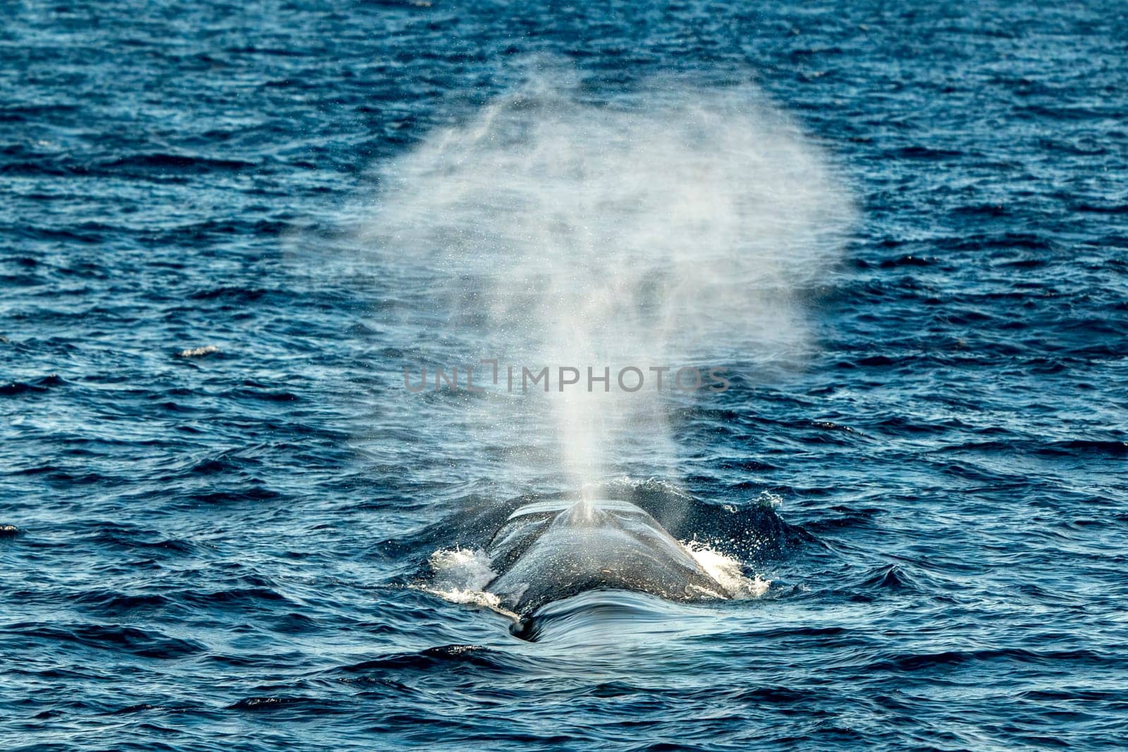 Fin whale breathing on sea surface in mediterranean sea by AndreaIzzotti