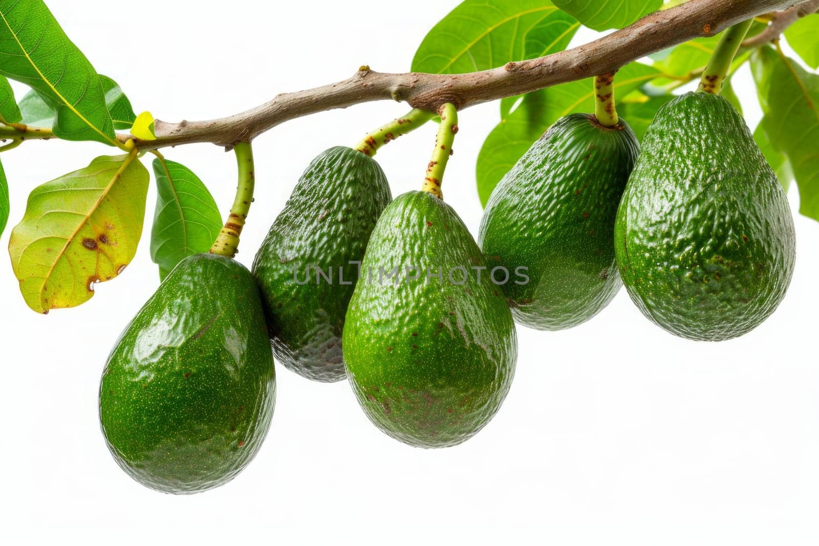 avocados in the tree branch isolated on white background, also known as alligator pear or butter fruit.