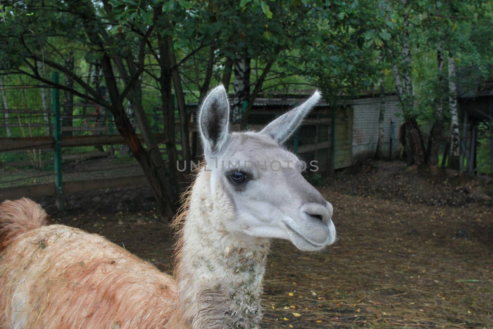 Photo of a llama at the zoo on the playground. Animals in captivity.