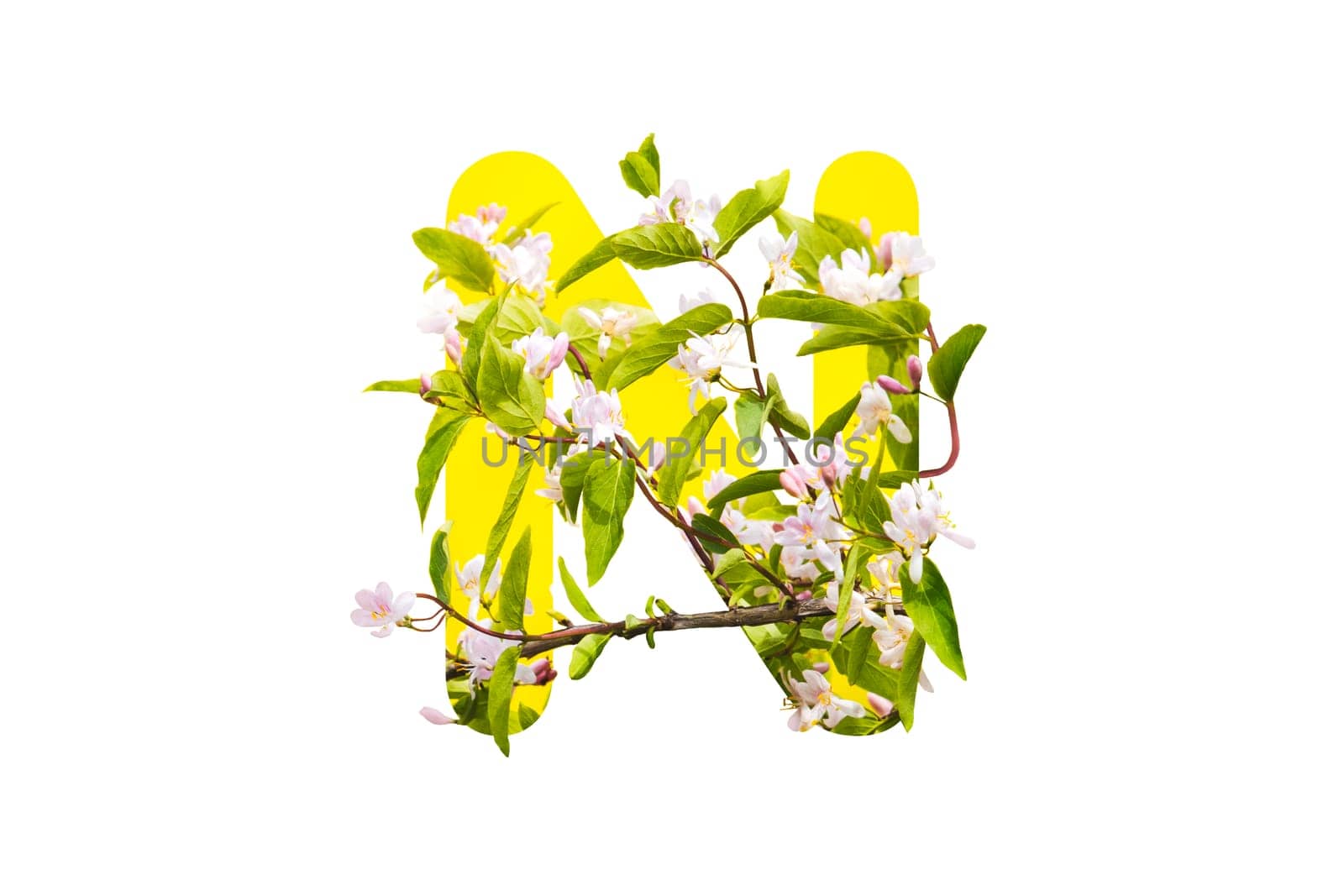 letter N made from white flowers isolated on white , alphabet