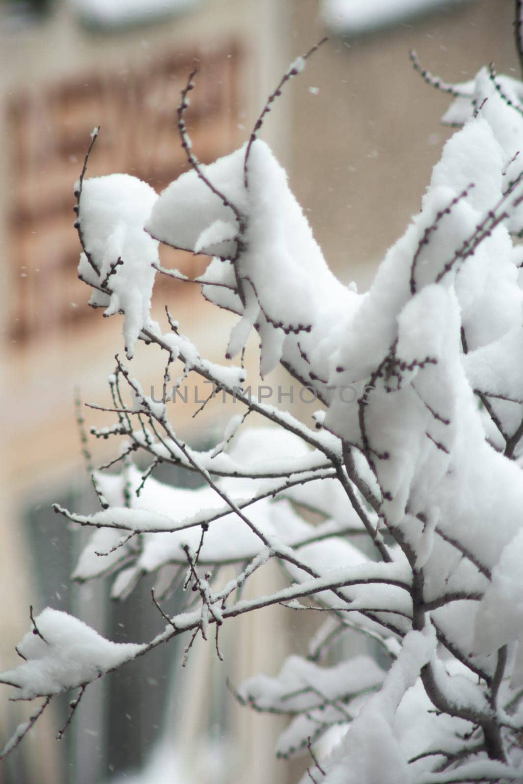 A close-up of snow-covered tree branches against a soft, out-of-focus background. The delicate beauty of nature in winter.