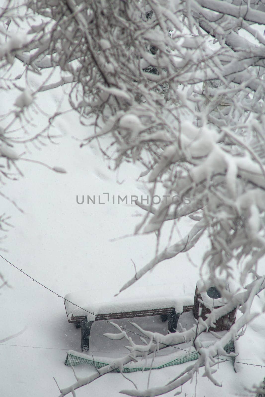 A close-up of snow-covered tree branches against a soft, out-of-focus background. The delicate beauty of nature in winter.