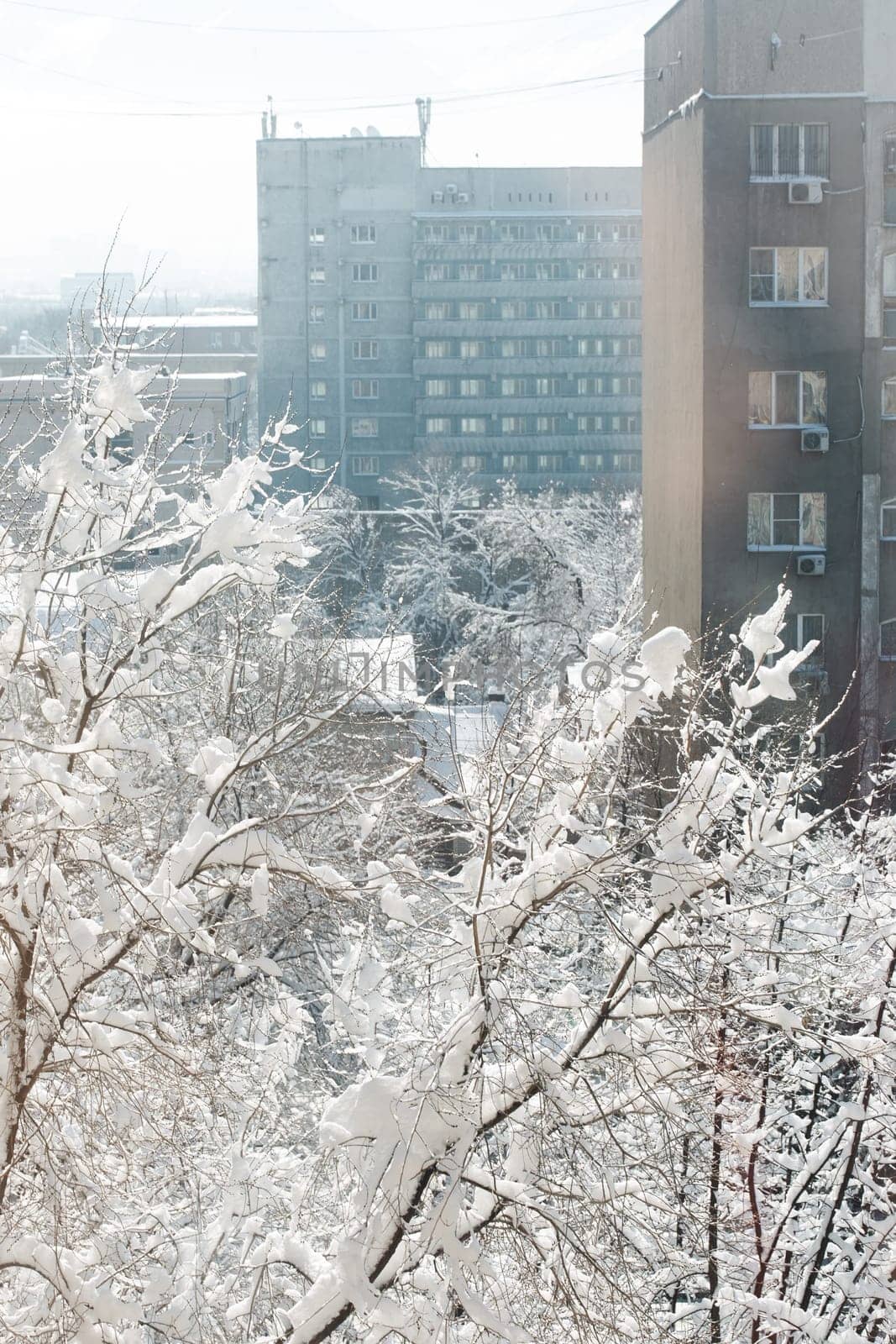 Winter scene outside window with snow-covered tree branches in foreground and blurred building in background.