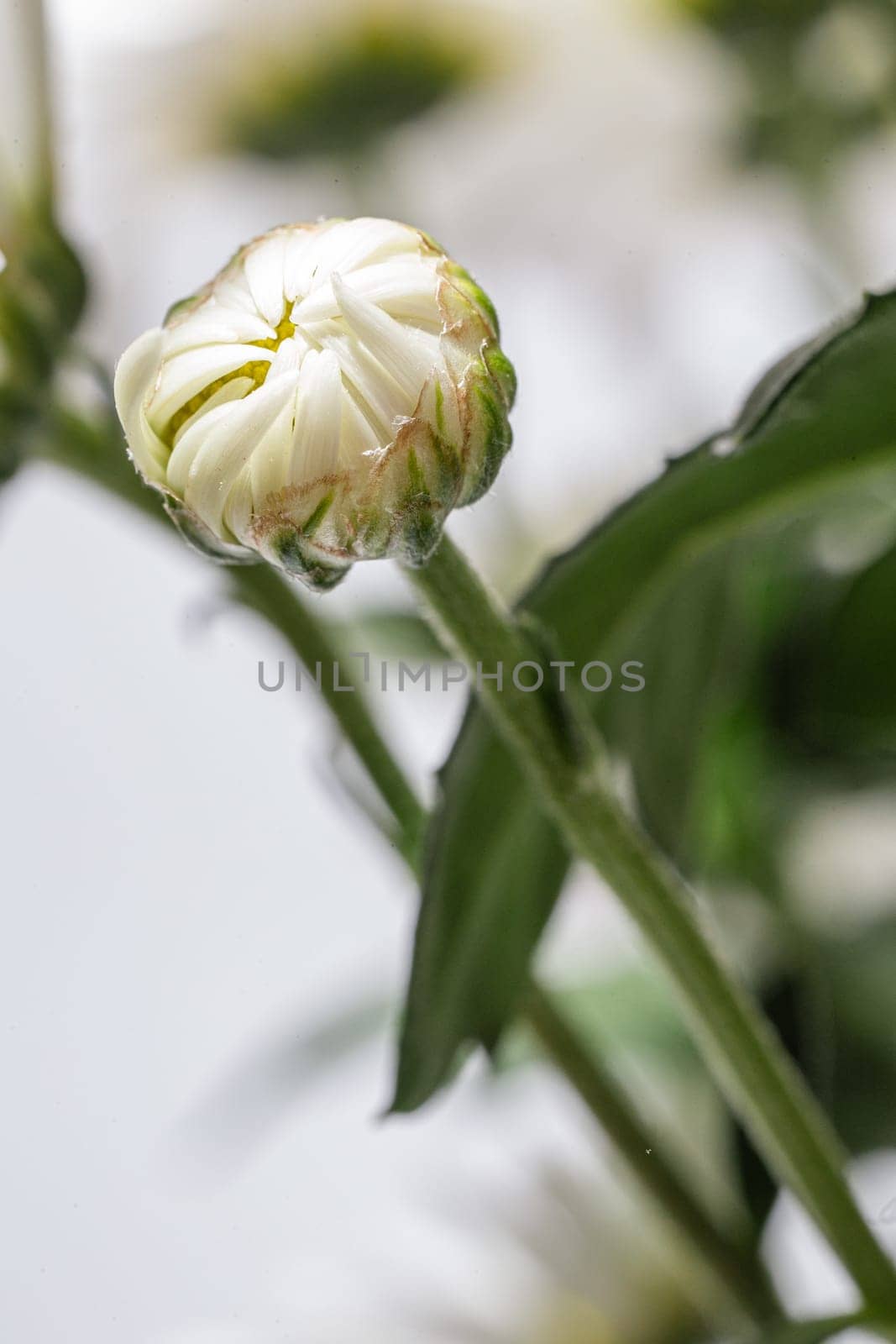 A beautiful bud of white chrysanthemum, The bouquet is closed and densely packed with petals.