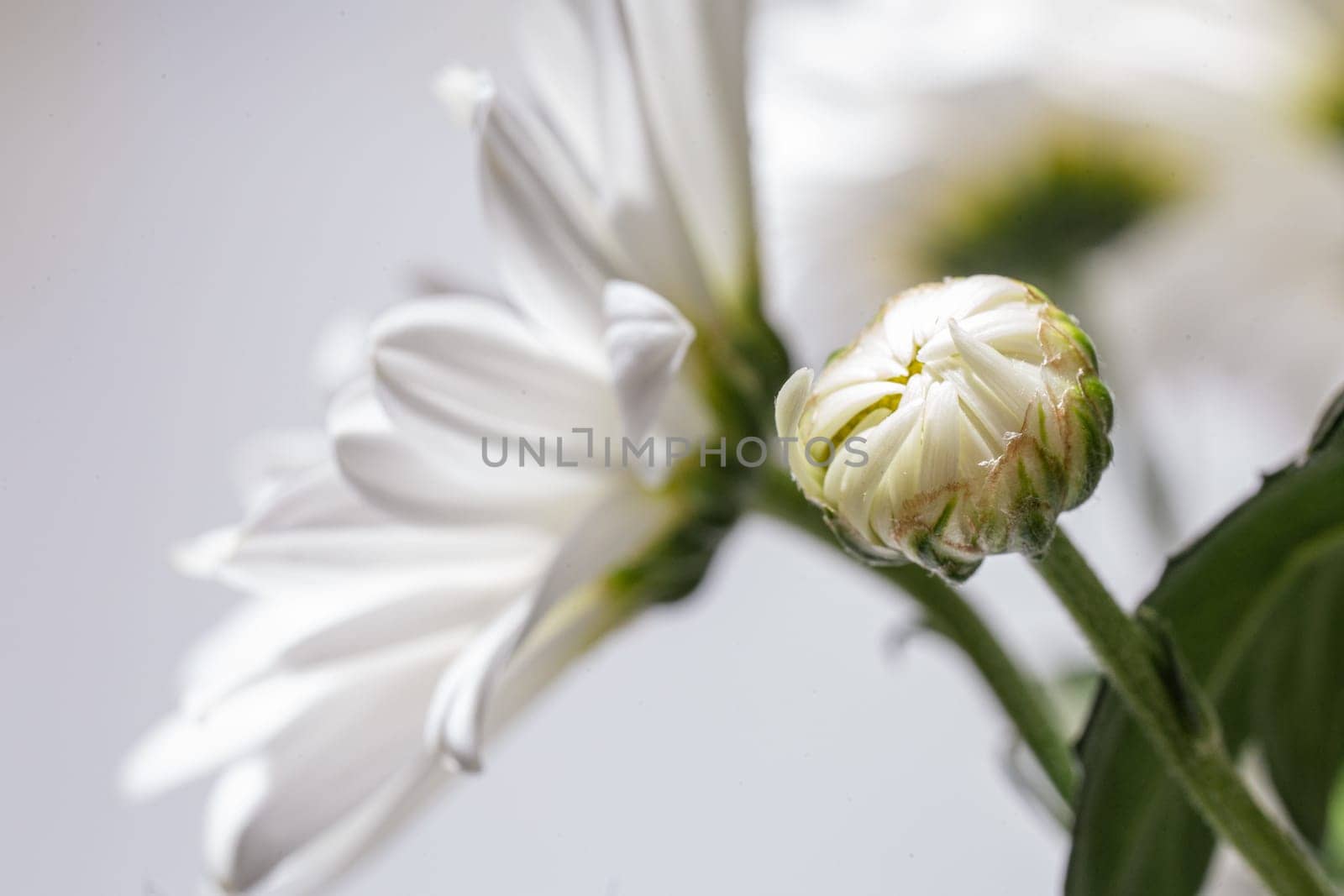 A beautiful bud of white chrysanthemum, The bouquet is closed and densely packed with petals.