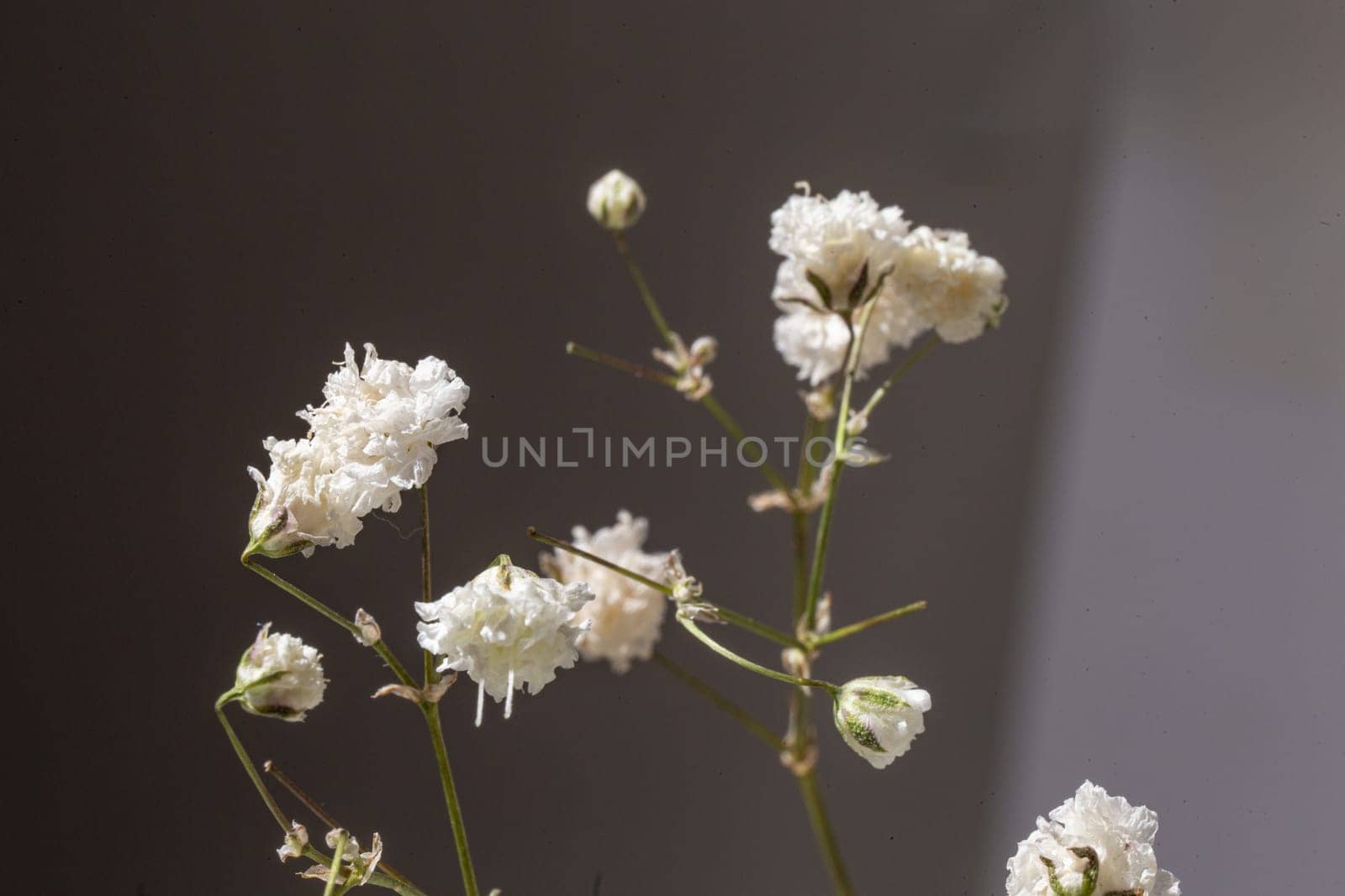 A single stalk of a gypsophila flower on a gray background by Pukhovskiy