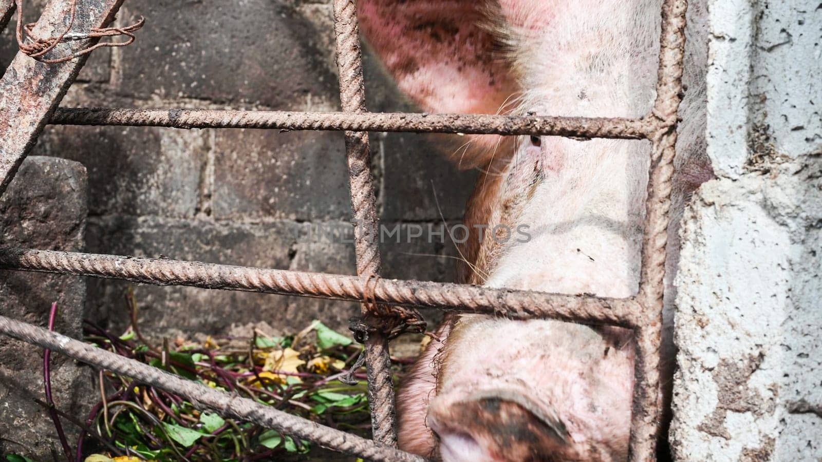 Breeding pig, fat and big, lying on the ground, in the farm pen. by Peruphotoart