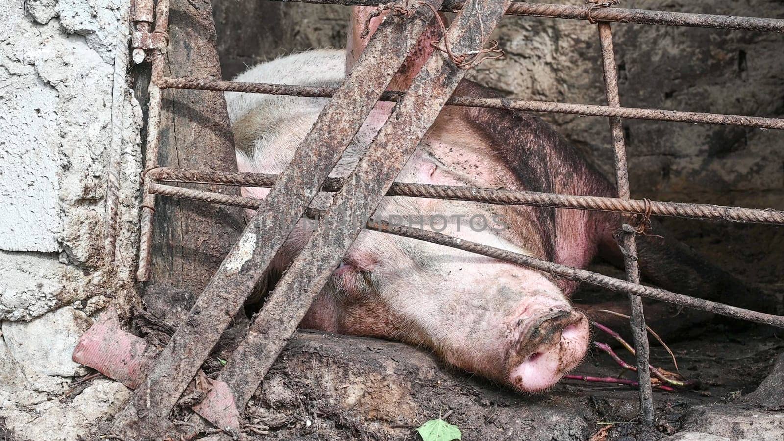 Breeding pig, fat and big, lying on the ground, in the farm pen. which good ventilated, to agriculture and livestock concept