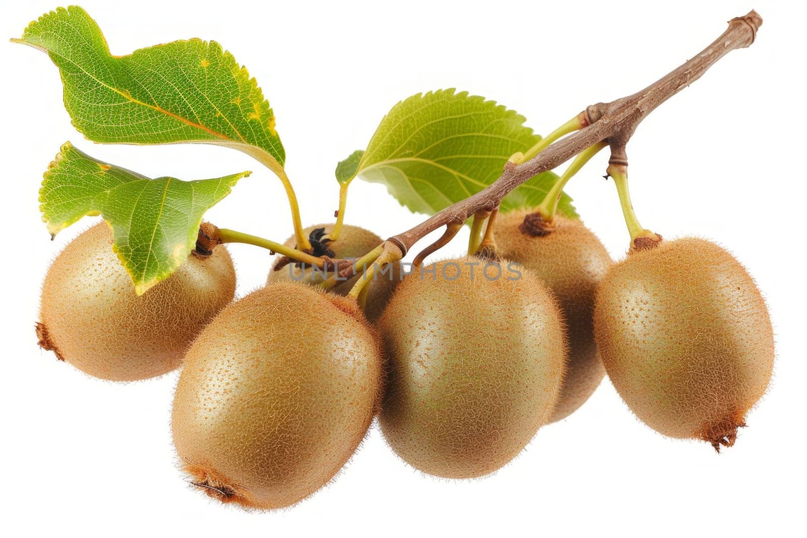 Branch with kiwis hanging isolated white background.