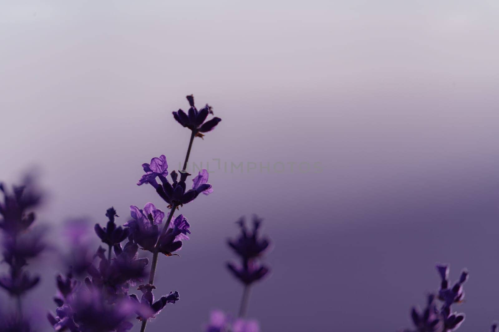 Lavender field close up. Lavender flowers in pastel colors at blur background. Nature background with lavender in the field. by Matiunina