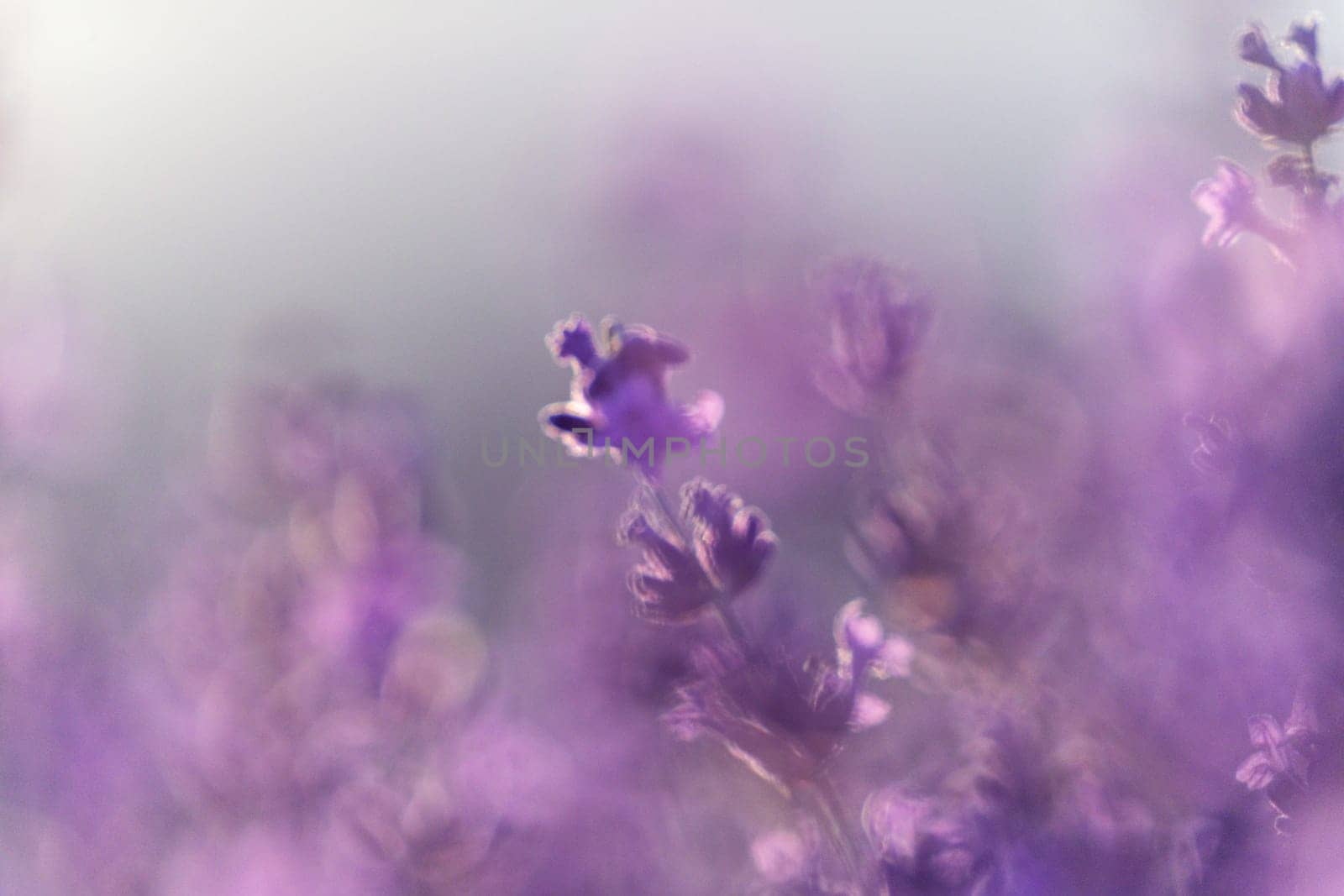 Lavender field close up. Lavender flowers in pastel colors at blur background. Nature background with lavender in the field. by Matiunina