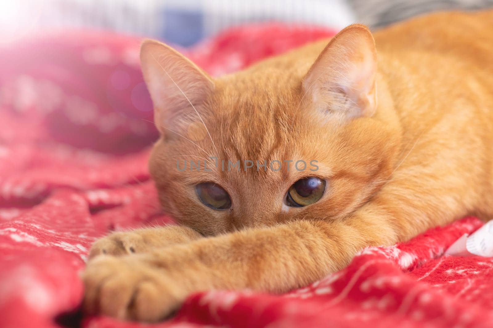 Cute ginger cat lying on the bed by Vera1703