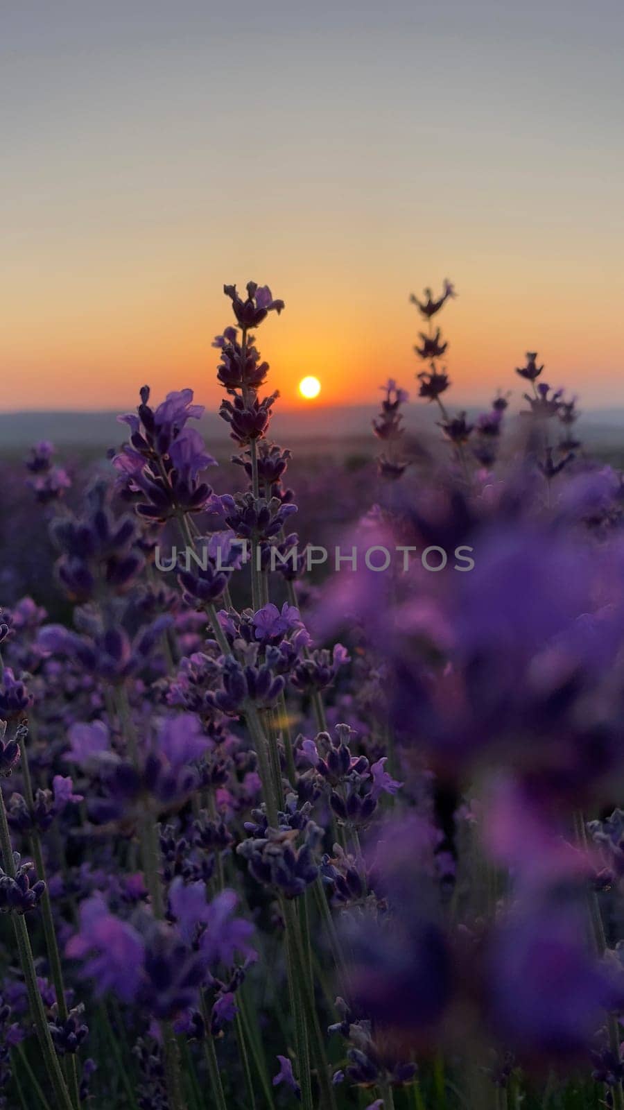 Lavender flower background. Violet lavender field sanset close up. Lavender flowers in pastel colors at blur background. Nature background with lavender in the field. by Matiunina