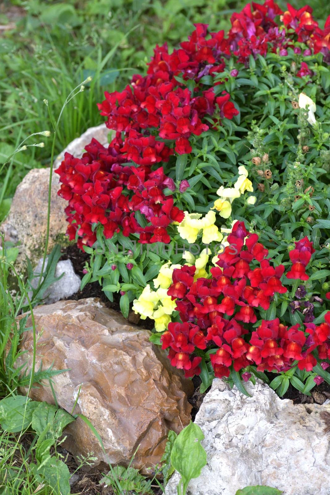 Snapdragon, Antirrhinum - perennial herbaceous plants from the Plantain family by olgavolodina