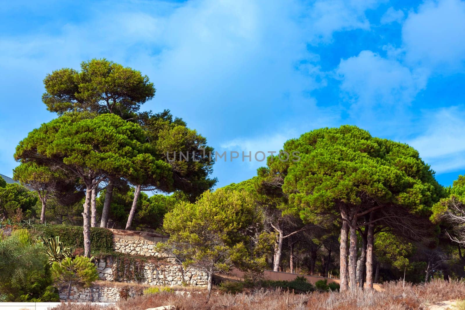 Pine trees on the coast of Costa Brava, Catalonia, Spain