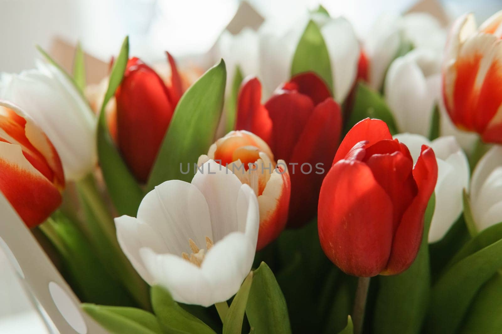 Celebration of Beauty: Tulips in Close-up as a Gift for March 8th.